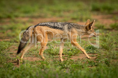 Silver-backed jackal walks among flowers in sunshine