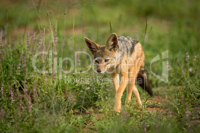 Silver-backed jackal walks towards camera through grass