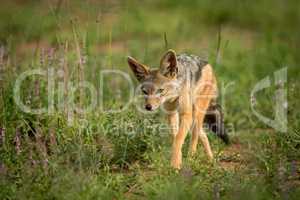 Silver-backed jackal walks towards camera through grass