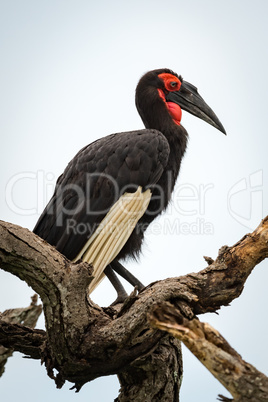 Southern ground hornbill in profile on branch