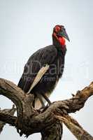 Southern ground hornbill on twisted dead branches
