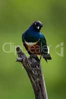 Superb starling looks down on dead branch