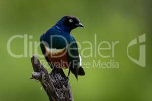 Superb starling looks right on dead branch