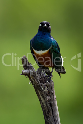 Superb starling on branch looks at camera