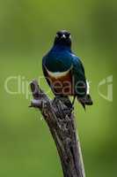Superb starling on branch looks at camera
