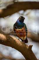 Superb starling on branch with head cocked