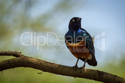 Superb starling on branch with head turned