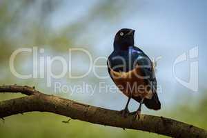 Superb starling on branch with head turned