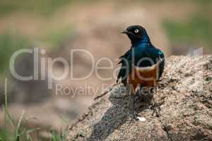 Superb starling on rock in grassy meadow