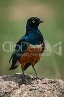 Superb starling perched in sunshine on rock
