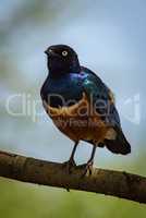 Superb starling perched on branch facing camera