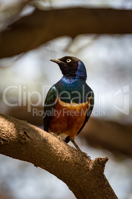 Superb starling perched on branch in sunshine