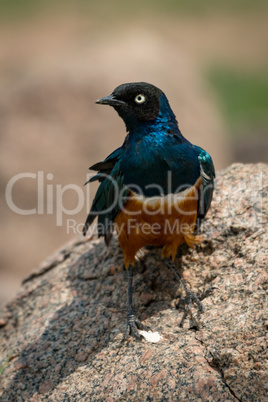 Superb starling perched on rock looking left