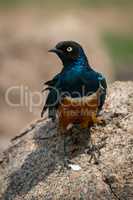Superb starling perched on rock looking left