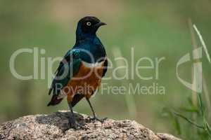 Superb starling perched on rock in sunshine
