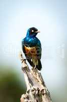Superb starling perches on dead tree stump