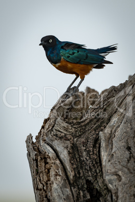 Superb starling perches on dead tree stump