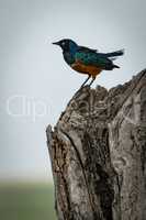 Superb starling stands on dead tree stump