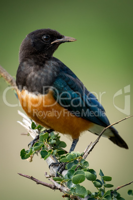 Superb starling turns head on leafy branch