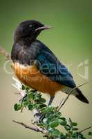 Superb starling turns head on leafy branch
