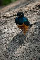 Superb starling walking with shadow on rock