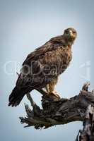 Tawny eagle facing camera on dead branch