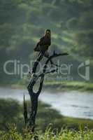 Tawny eagle facing camera with river behind