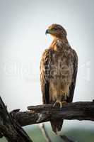 Tawny eagle facing left on dead branch