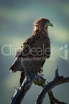 Tawny eagle facing right on dead branch