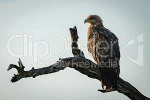 Tawny eagle in profile on dead branch