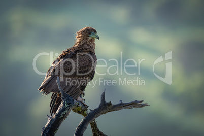 Tawny eagle facing right on twisted branch