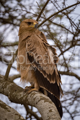 Tawny eagle in tree with ruffled feathers