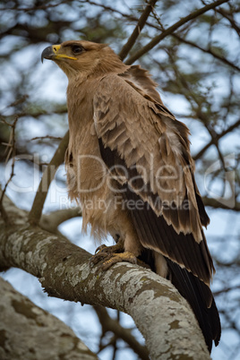 Tawny eagle on branch with ruffled feathers