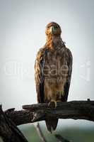 Tawny eagle on dead branch facing camera