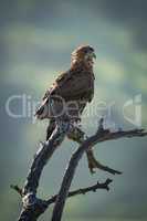 Tawny eagle on dead branch facing right