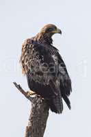 Tawny eagle on tree stump turning head