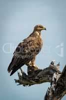 Tawny eagle perched on dead tree stump