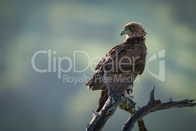 Tawny eagle perched on twisted dead branch