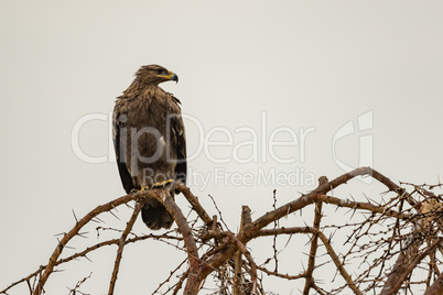 Tawny eagle perched on whistling acacia branch