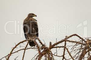 Tawny eagle perched on whistling acacia branch