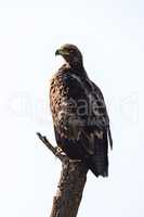 Tawny eagle perches on dead tree stump