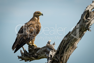 Tawny eagle standing on dead tree stump