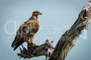 Tawny eagle standing on dead tree stump