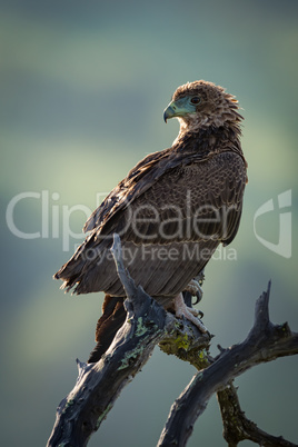 Tawny eagle standing on twisted dead branch