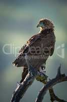 Tawny eagle standing on twisted dead branch