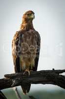 Tawny eagle stretching neck on twisted tree