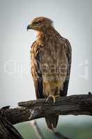 Tawny eagle turning head left in tree