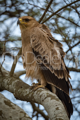 Tawny eagle with ruffled feathers on branch