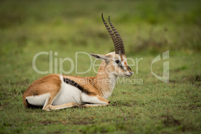 Thomson gazelle lying down on grassy plain