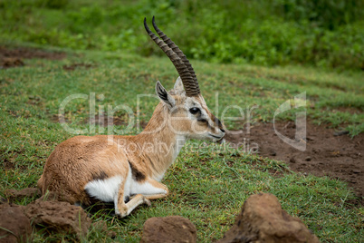 Thomson gazelle lying on grass looking right